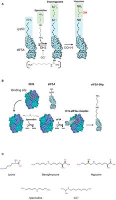 Insights Into the Binding Mechanism of GC7 to Deoxyhypusine Synthase in Sulfolobus solfataricus: A Thermophilic Model for the Design of New Hypusination Inhibitors